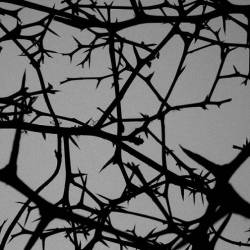 Ange De La Mort : Ange de la Mort - Death Cultures